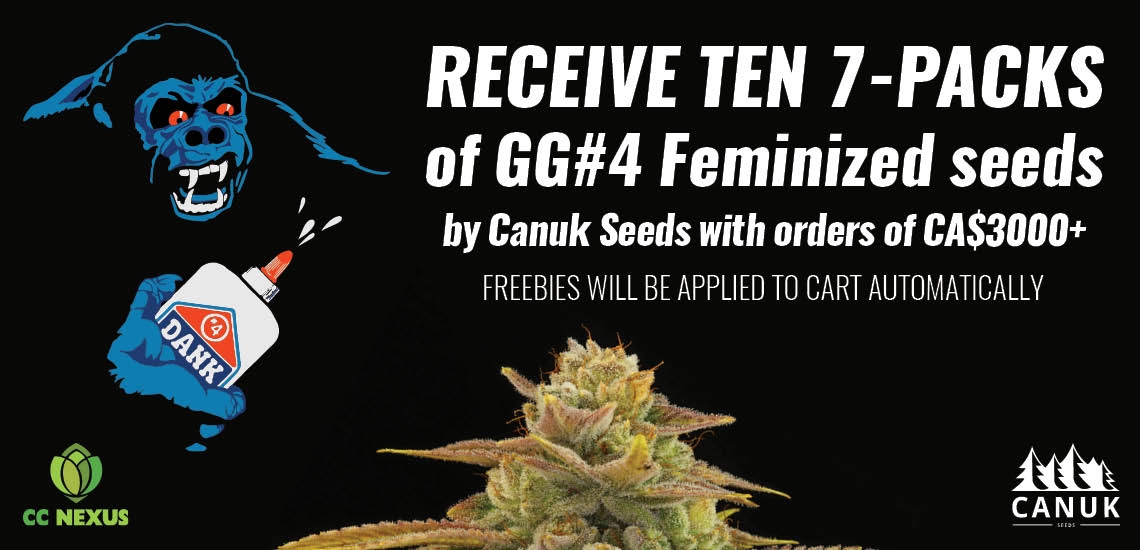 Free GG#4 Fem Seeds by Canuk Seeds