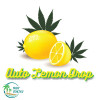 Auto Lemon Drop Feminized Seeds (Oasis Genetics)