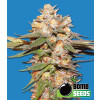 Big Bomb Autoflowering Feminized Seeds (Bomb Seeds)