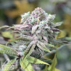 Bruce Banner x Chocolope Feminized Seeds (Prism Seeds)