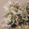 Gelato Autoflowering Feminized Seeds (Bulk Seeds Guru) - ELITE STRAIN