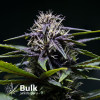 Purple Punch Feminized Seeds (Bulk Seeds Guru) - ELITE STRAIN 