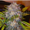 Caramelo Early Version FEMINIZED Seeds (Delicious Seeds)