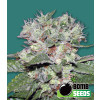 CBD Bomb Feminized Seeds (Bomb Seeds)