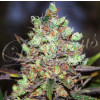Cotton Candy FEMINIZED Seeds (Delicious Seeds) 