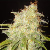 Critical Yumbolt FEMINIZED Seeds (Delicious Seeds) *Discontinued*
