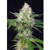 Crystal Candy Feminized Seeds (Sweet Seeds)