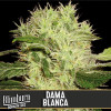 Dama Blanca Feminized Seeds (BlimBurn Seeds)