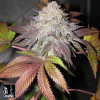 Fruit Cup FEMINIZED Seeds (Cali Connection) 