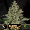 Gorilla G4 Fast Blooming FEMINIZED Seeds (BlimBurn Seeds)