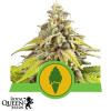 Green Gelato Automatic Feminized Seeds (Royal Queen Seeds)