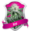 Ice Feminized Seeds (Royal Queen Seeds) - CLEARANCE