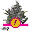 North Thunderfuck Feminized Seeds (Royal Queen Seeds)