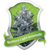Northern Light Automatic Feminized Seeds (Royal Queen Seeds) - CLEARANCE