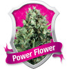 Power Flower Feminized Seeds (Royal Queen Seeds) - CLEARANCE