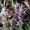 AUTO Purple FEMINIZED Seeds (Pyramid Seeds)