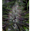 Purple Afghani REGULAR Seeds (BC Bud Depot)