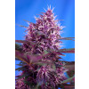 Red Poison Auto Feminized Seeds (Sweet Seeds)