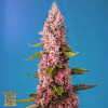 Red Hot Cookies Feminized Seeds (Sweet Seeds)