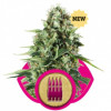 Royal AK Feminized Seeds (Royal Queen Seeds) - CLEARANCE