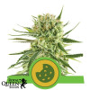 Royal Cookies Automatic Feminized Seeds (Royal Queen Seeds)