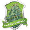 Royal Haze Automatic Feminized Seeds (Royal Queen Seeds)
