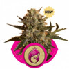 Royal Madre Feminized Seeds (Royal Queen Seeds) - CLEARANCE