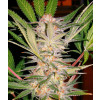 S.A.D. (Sweet Afgani Delicious) Feminized Seeds (Sweet Seeds) 