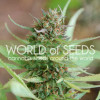 Strawberry Blue Feminized Seeds (World of Seeds)