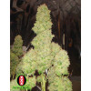 White Russian Feminized Seeds (Serious Seeds)