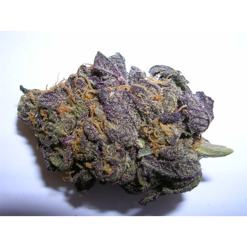 BC Purple Star REGULAR Seeds (BC Bud Depot)