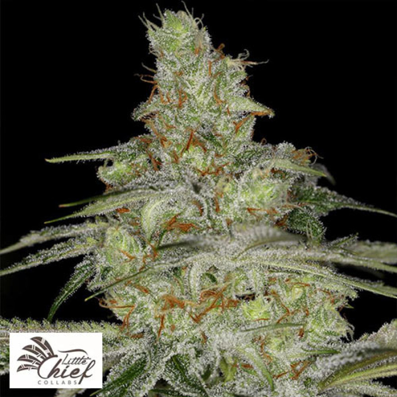 Tangie Ghost Train FEMINIZED Seeds (Little Chief Collabs)
