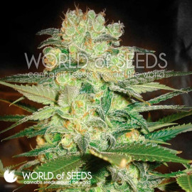 Afghan Kush x White Widow Feminized Seeds (World of Seeds)