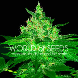 Afghan Kush Feminized Seeds (World of Seeds)