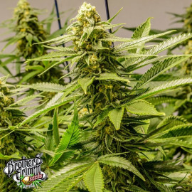 Apollo 13 REGULAR Seeds (Brothers Grimm Seeds) *Discontinued* 