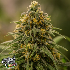 Apollo XX FEMINIZED Seeds (Brothers Grimm Seeds) *Discontinued* 