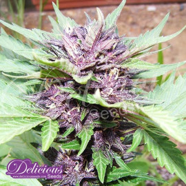 AUTO Dark Purple (Jota Mayuscula Purple) FEMINIZED Seeds (Delicious Seeds) 