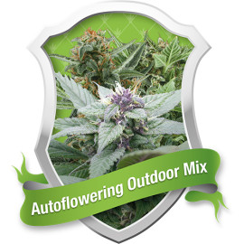 Autoflowering Mix Feminized Seeds (Royal Queen Seeds)