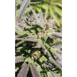 Biddy Early Feminized Seeds (Serious Seeds)