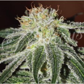 Black Russian FEMINIZED Seeds (Delicious Seeds) 