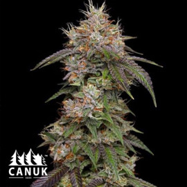 Blue Buddha Feminized Seeds (Canuk Seeds)