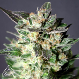 Bruce Banner x White Russian Feminized Seeds (Prism Seeds)