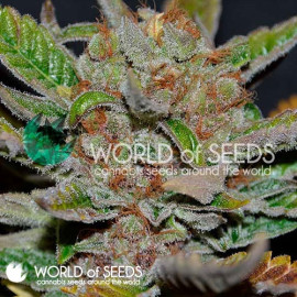 Bubba Haze REGULAR Seeds (World of Seeds)