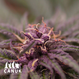 Purple Punch Feminized Seeds (Canuk Seeds) - ELITE STRAIN