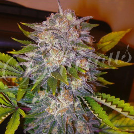 Caramelo Early Version FEMINIZED Seeds (Delicious Seeds)