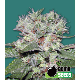 CBD Bomb Feminized Seeds (Bomb Seeds)
