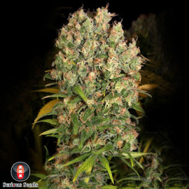 CBD - Enriched Warlock FEMINIZED Seeds (Serious Seeds)