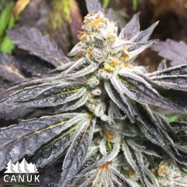 Cement Shoes Regular Seeds (Canuk Seeds) - ELITE STRAIN - CLEARANCE
