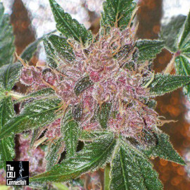 Cherries Jubilee FEMINIZED Seeds (Cali Connection)