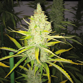 Chicle (aka BubbleDawg) Feminized Seeds (T.H. Seeds)